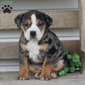 Molly, Beabull Puppy