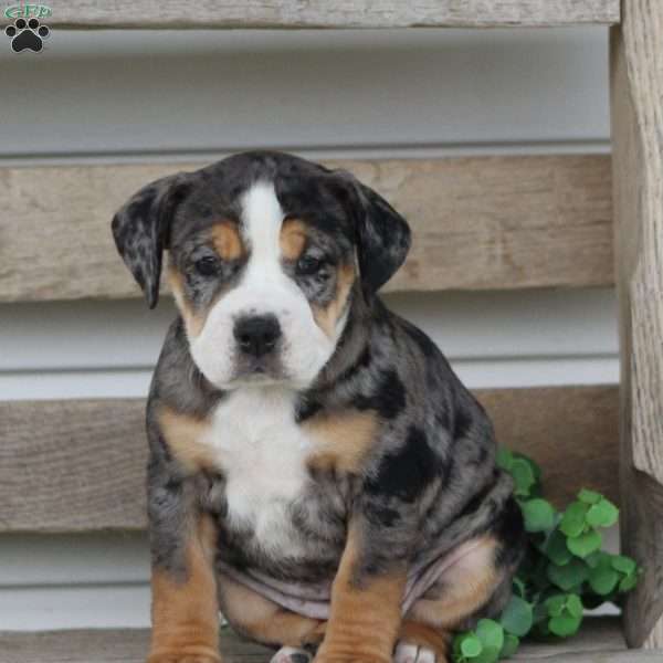 Molly, Beabull Puppy