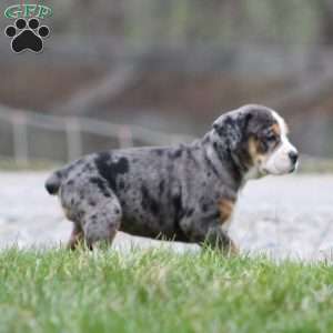 Molly, Beabull Puppy