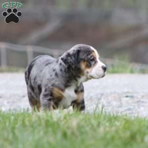 Molly, Beabull Puppy