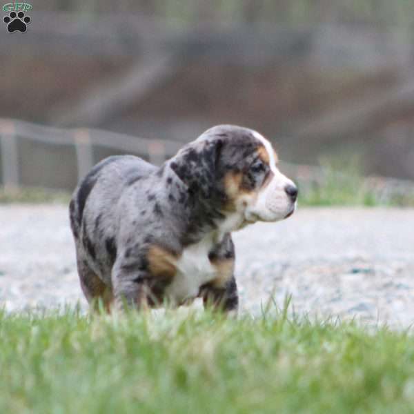 Molly, Beabull Puppy