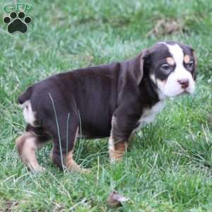 April, Beabull Puppy