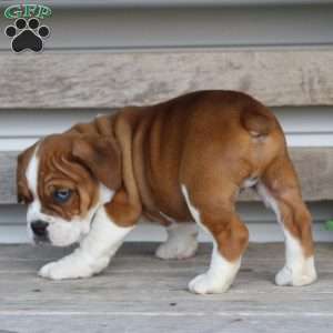 Rusty, Beabull Puppy