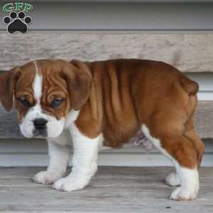 Rusty, Beabull Puppy