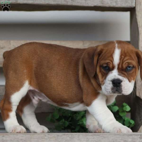 Rusty, Beabull Puppy
