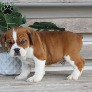 Rusty, Beabull Puppy