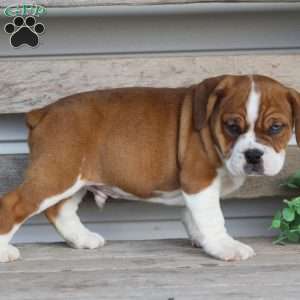 Rusty, Beabull Puppy