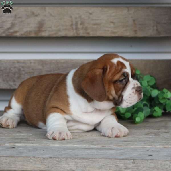 Lily, Beabull Puppy