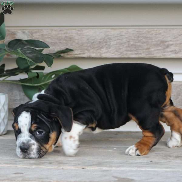 Rover, Beabull Puppy