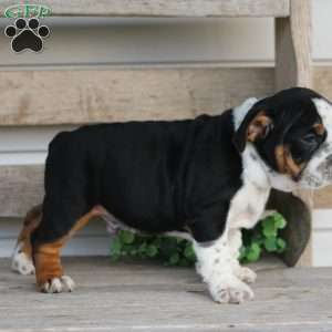 Rover, Beabull Puppy