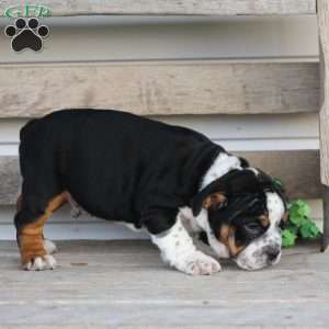 Rover, Beabull Puppy