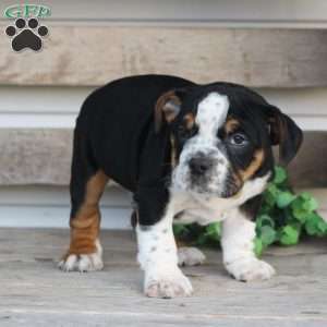 Rover, Beabull Puppy