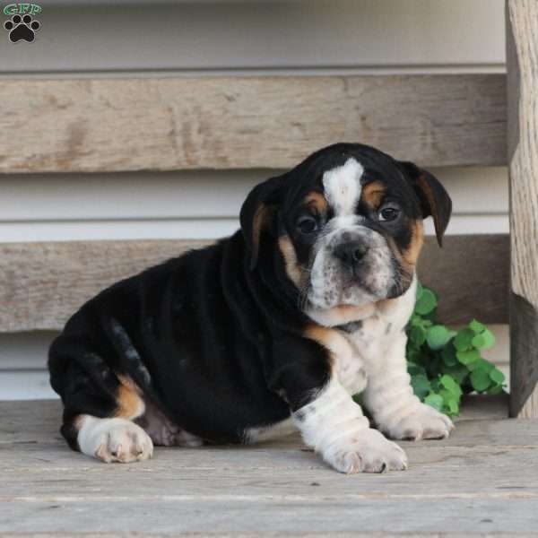 Leo, Beabull Puppy
