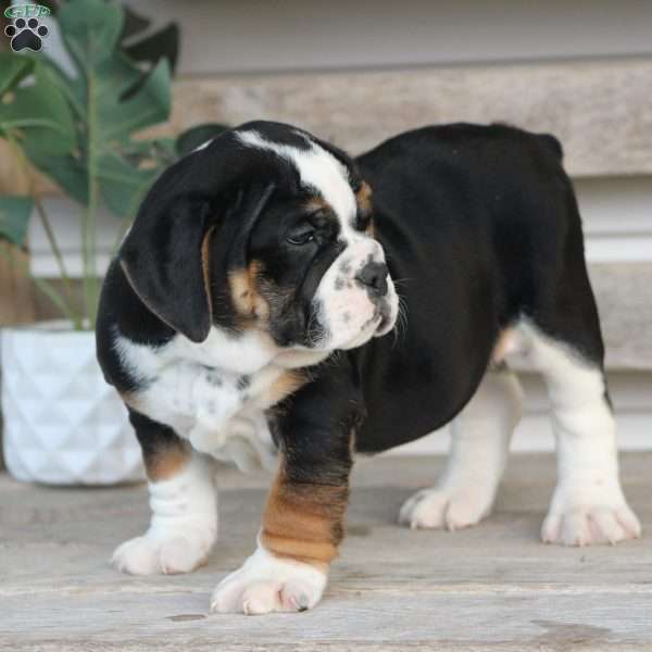 Buster, Beabull Puppy