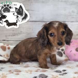 Fay, Dachshund Puppy