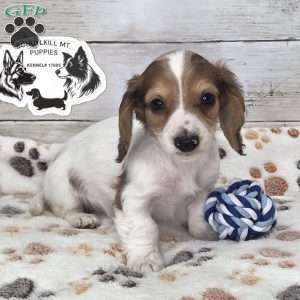 Olaf, Dachshund Puppy