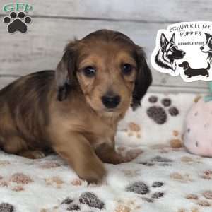 Muffin, Dachshund Puppy