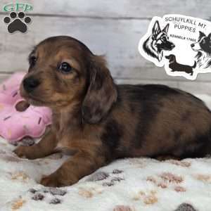 Maggie, Dachshund Puppy