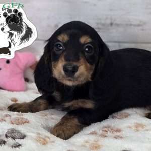 Mabel, Dachshund Puppy