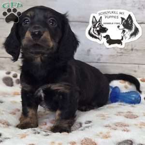 Marvin, Dachshund Puppy