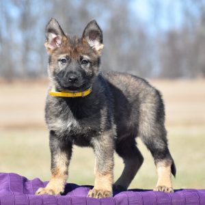 Allan Glick, View Puppies Breeder