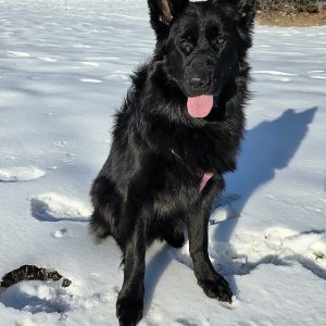 Ashley Choinacki,  Breeder