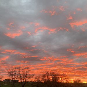Martha Stoltzfus, View PuppiesView Puppies Breeder