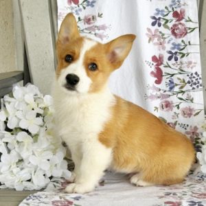 Rueben Fisher, View Puppies Breeder