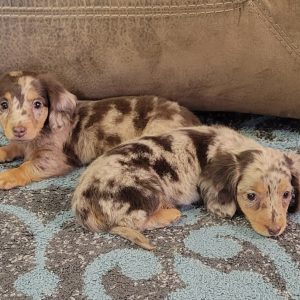 Janet Weaver,  Breeder