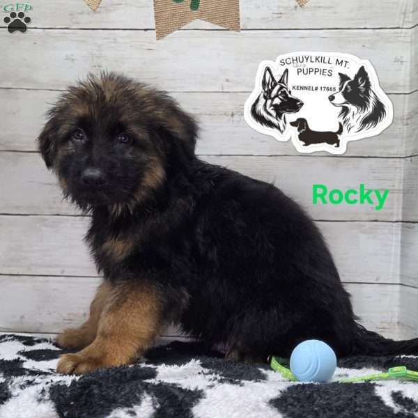 Rocky, German Shepherd Puppy
