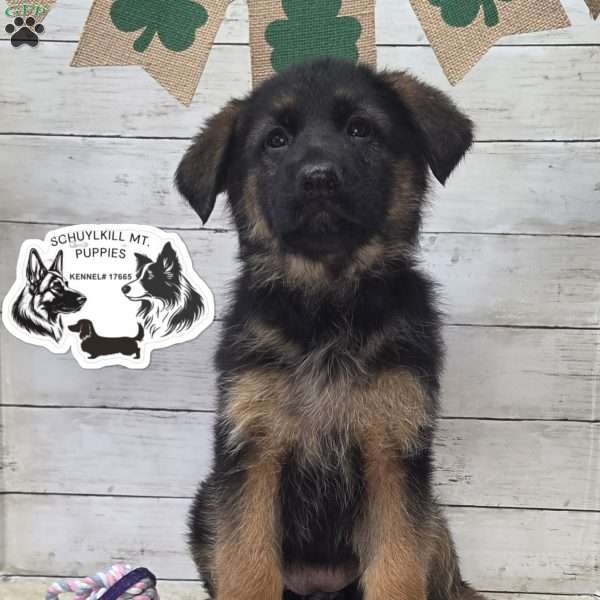 Sweetie, German Shepherd Puppy