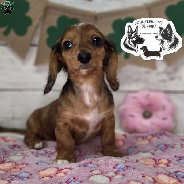 Fay, Dachshund Puppy