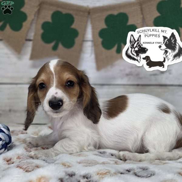 Olaf, Dachshund Puppy