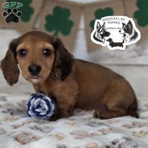 Mavis, Dachshund Puppy