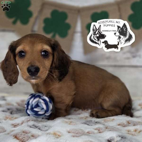 Mavis, Dachshund Puppy