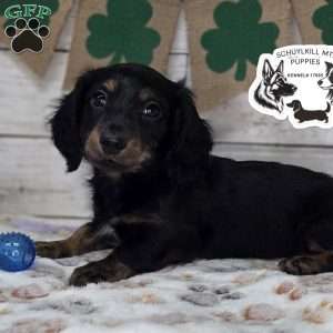 Marvin, Dachshund Puppy