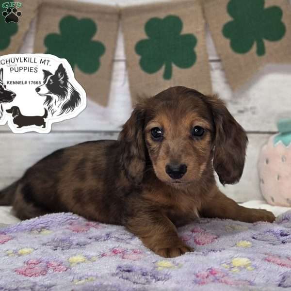 Maggie, Dachshund Puppy