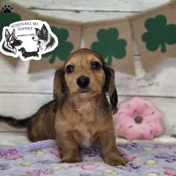 Muffin, Dachshund Puppy