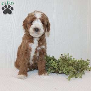 Andy, Miniature Poodle Puppy