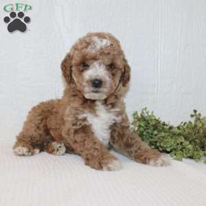 Albert, Miniature Poodle Puppy