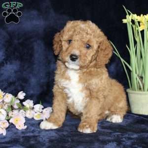 Dickie, Mini Goldendoodle Puppy