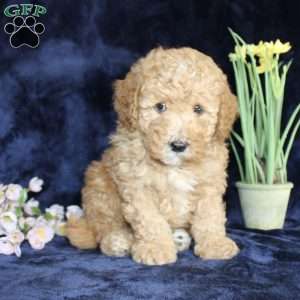 Donald, Mini Goldendoodle Puppy