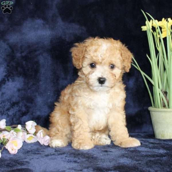 Dolly, Mini Goldendoodle Puppy