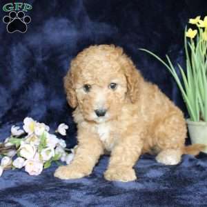 Darlene, Mini Goldendoodle Puppy