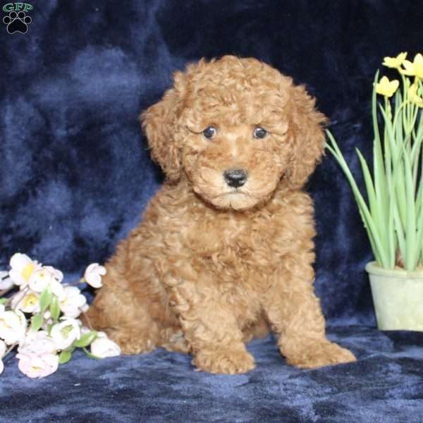 Daniele, Mini Goldendoodle Puppy