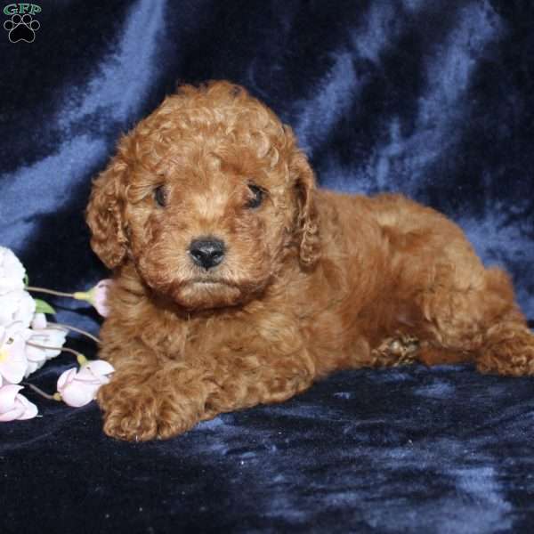 Mollie, Mini Goldendoodle Puppy