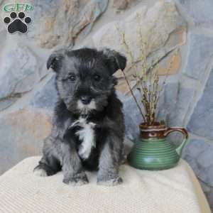 Jill, Miniature Schnauzer Puppy