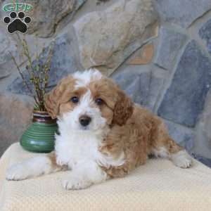 Josie, Mini Aussiedoodle Puppy