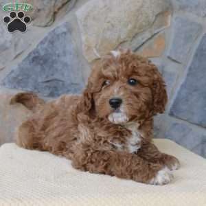 Jasper, Mini Aussiedoodle Puppy