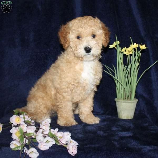 Daisy, Mini Goldendoodle Puppy